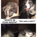 The four emotions of my dog