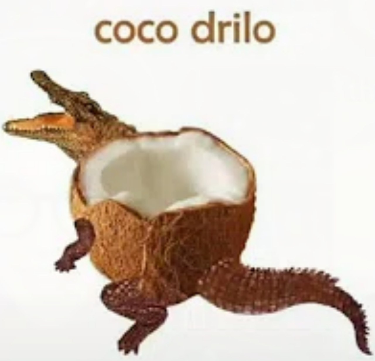 Coco-drilo - meme