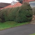 Cursed Hedge