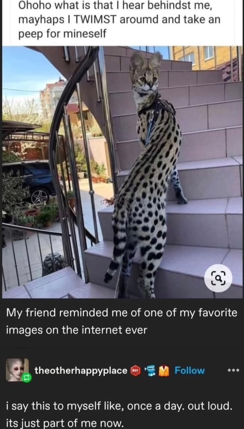Mayhaps I shall spin around and investigate yon noise - meme