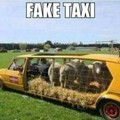 Fake taxi nordestino