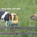Milk the uber man