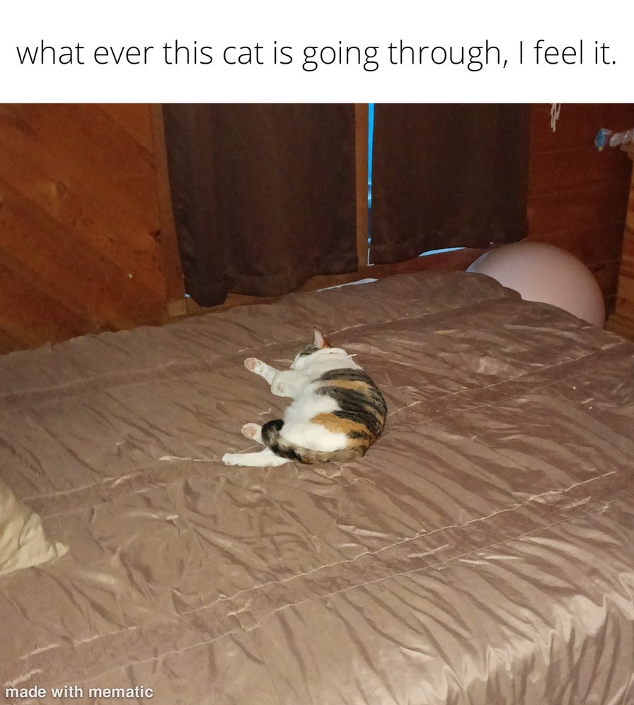 Sad cat meme