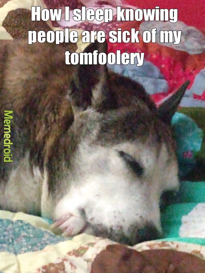 Sleepy dog - meme