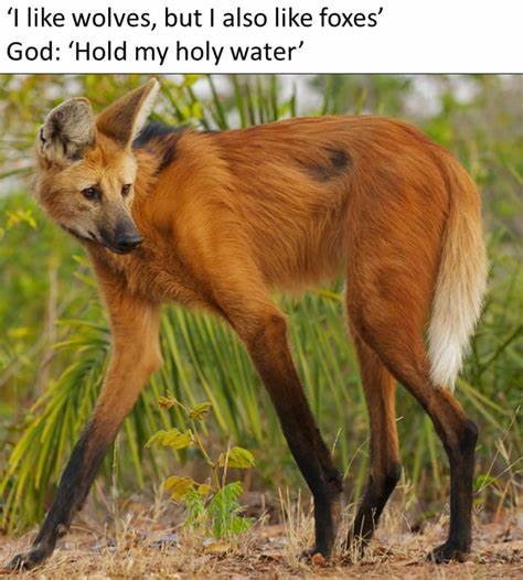 leggy boi :3 - meme