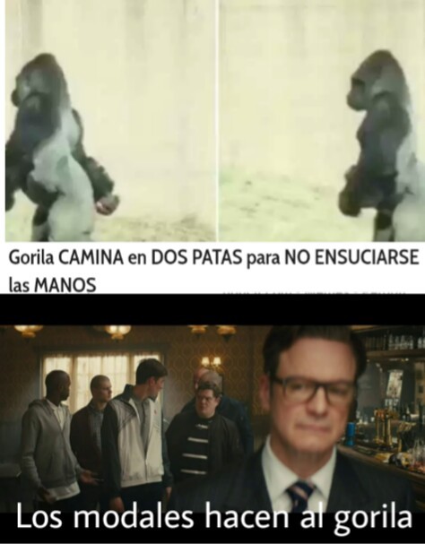 Ste gorila - meme