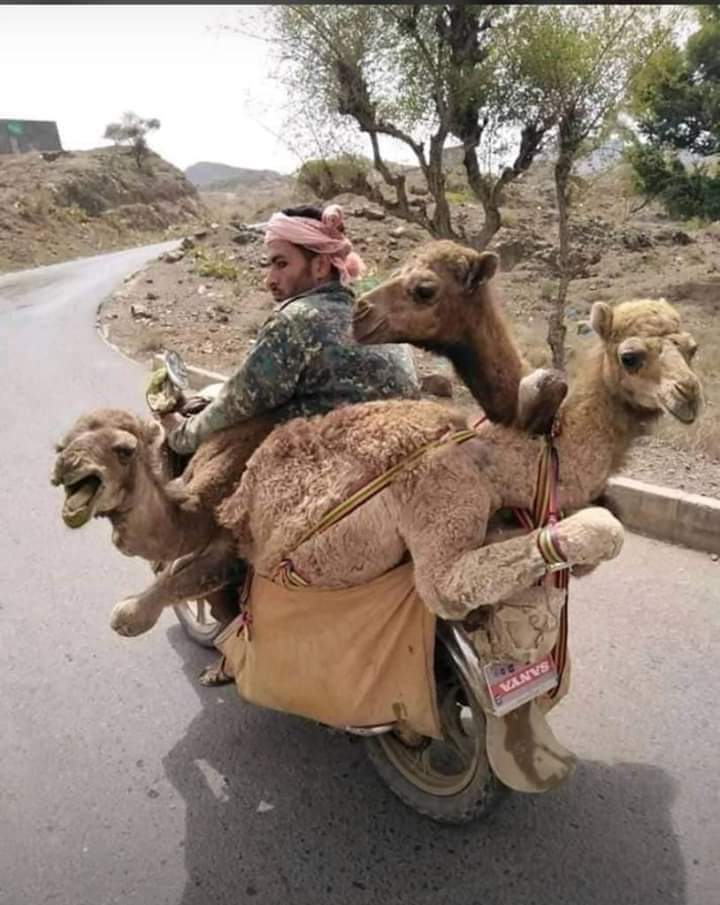 They should put camels in old town road - meme