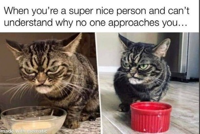 Grumpy kitty - meme