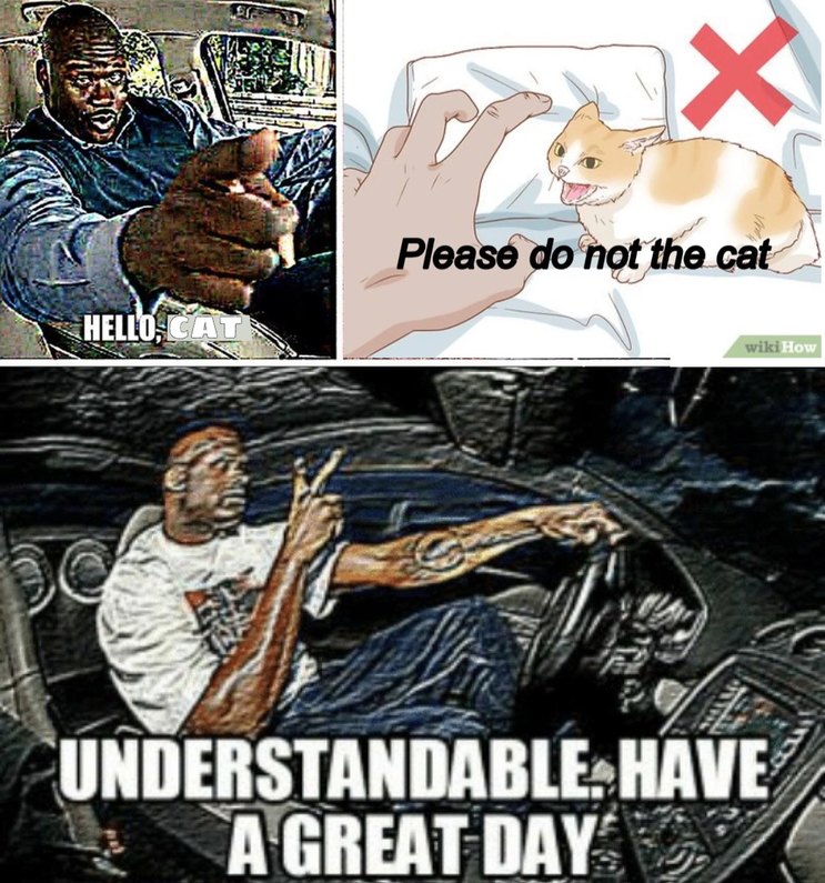 Do NOT the cat - meme