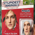 Stupid Animals