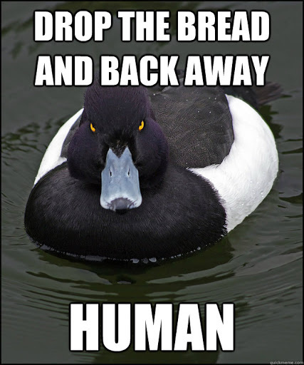 PUBLIC SERVICE ANNOUNCEMENT DO NOT FEED DUCKS BREAD THEY CANNOT DIGEST IT AND IT CAN KILL THEM - meme