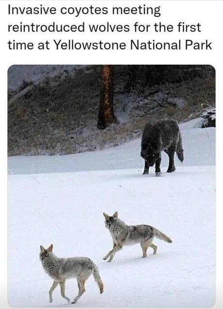 Coyotes and Wolves - meme