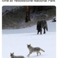 Coyotes and Wolves