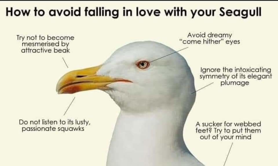 Seagull Fetishers - meme