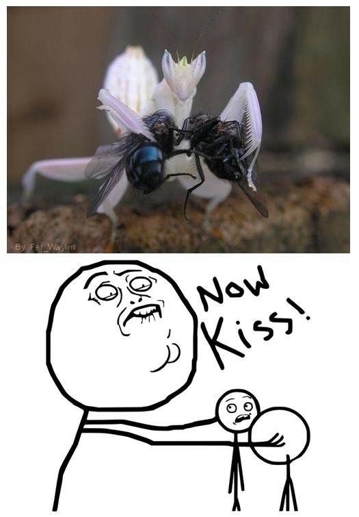 Now kiss! :fapfap: - meme