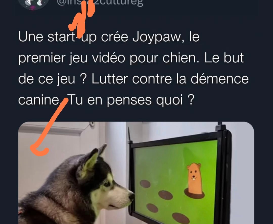 une start‑up lance joypaw le jeu vidéo pour chiens c’est beau memedroid style