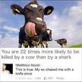 My ex is a cow !!