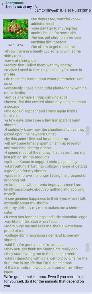 Shrimps are truly man's best friend - meme