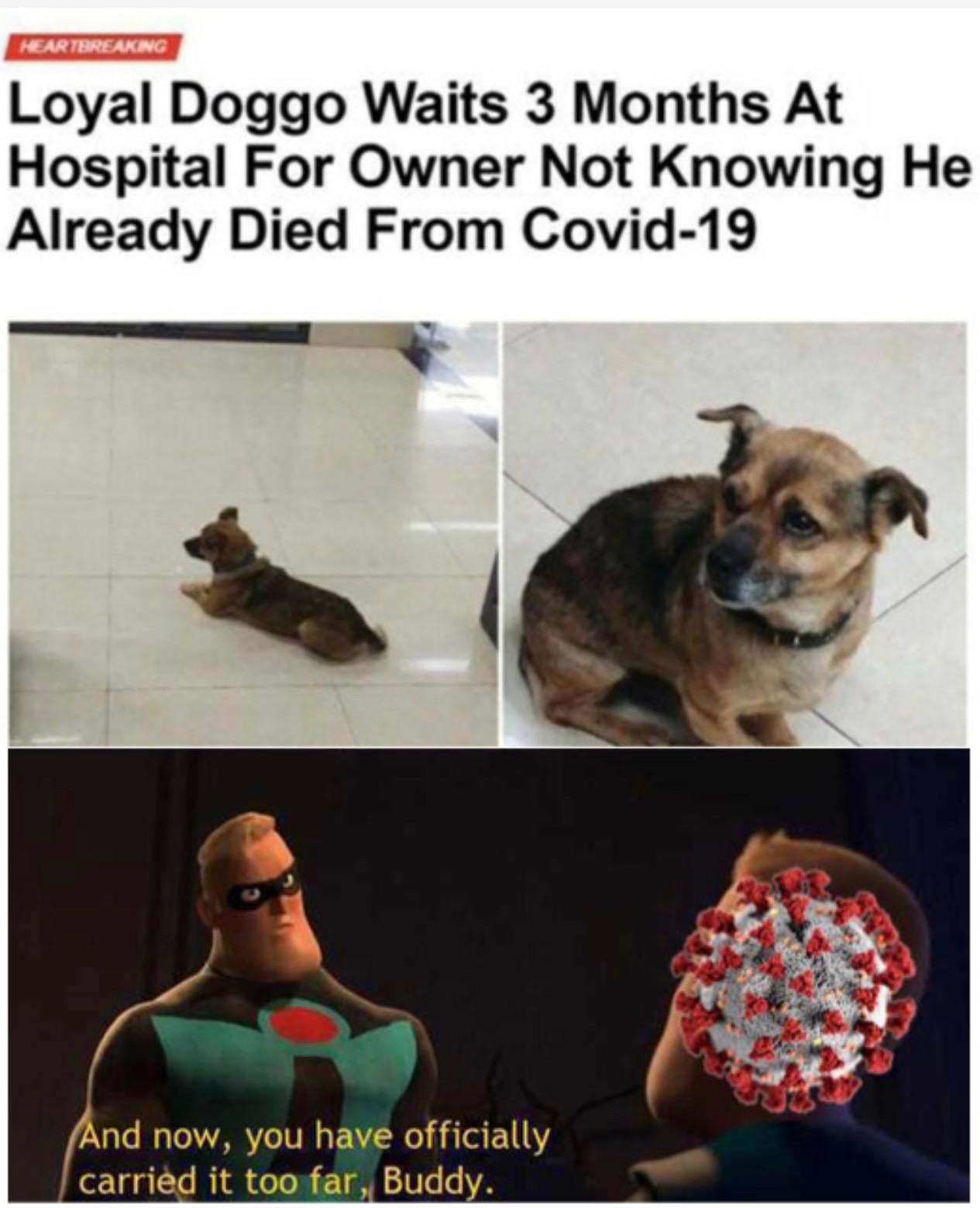 Poor doggy - meme