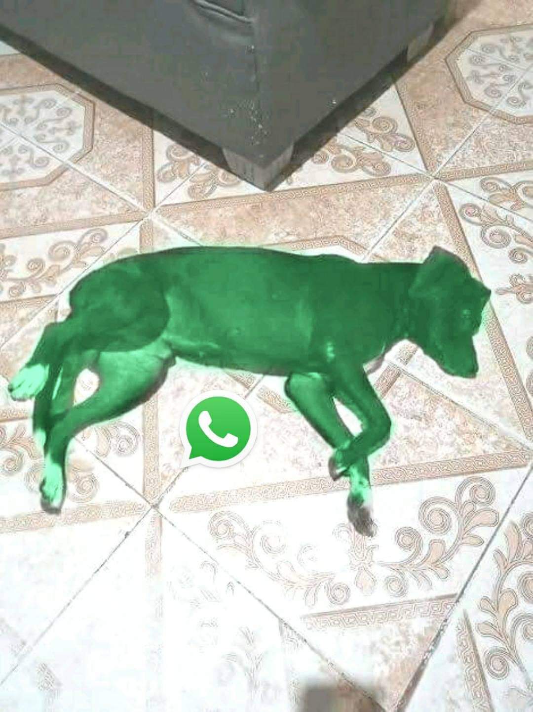 Le hice un WhatsApp a mi perro - meme