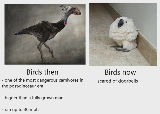 Birds then vs now meme