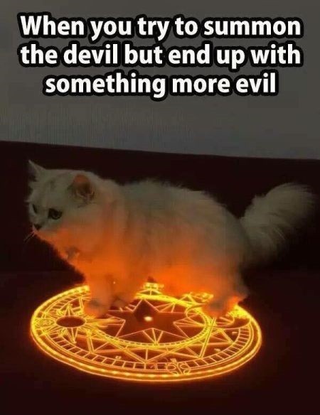 Cats are evil !!! - meme