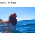 Cock in the ocean