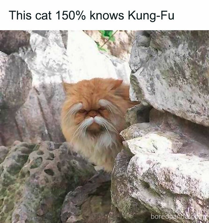 This Cat Knows Kung Fu .. - meme