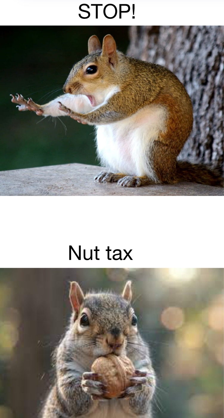 Squirrels man. - meme