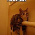 I'm A towel