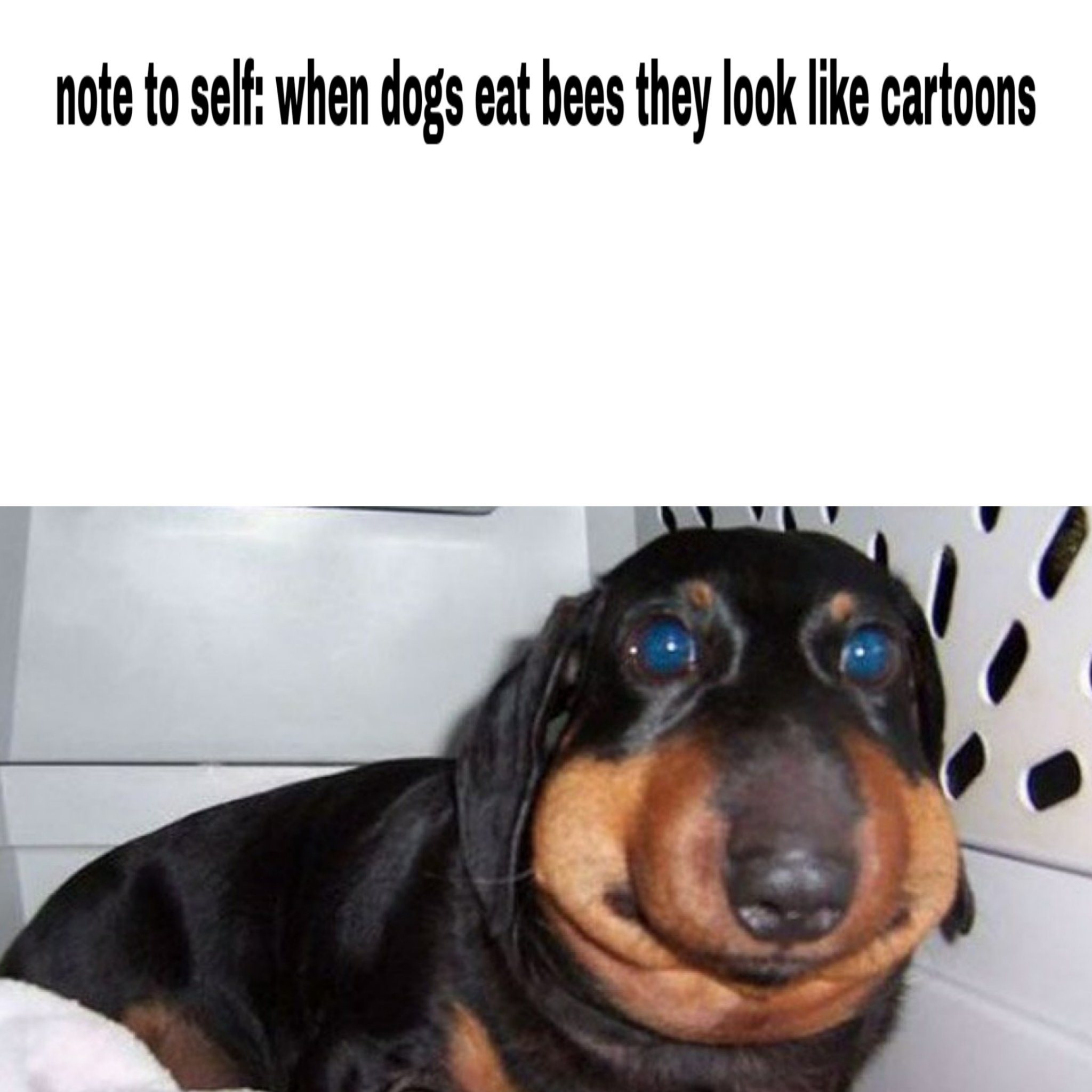 Doggo - meme