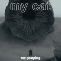 the cat when you poop