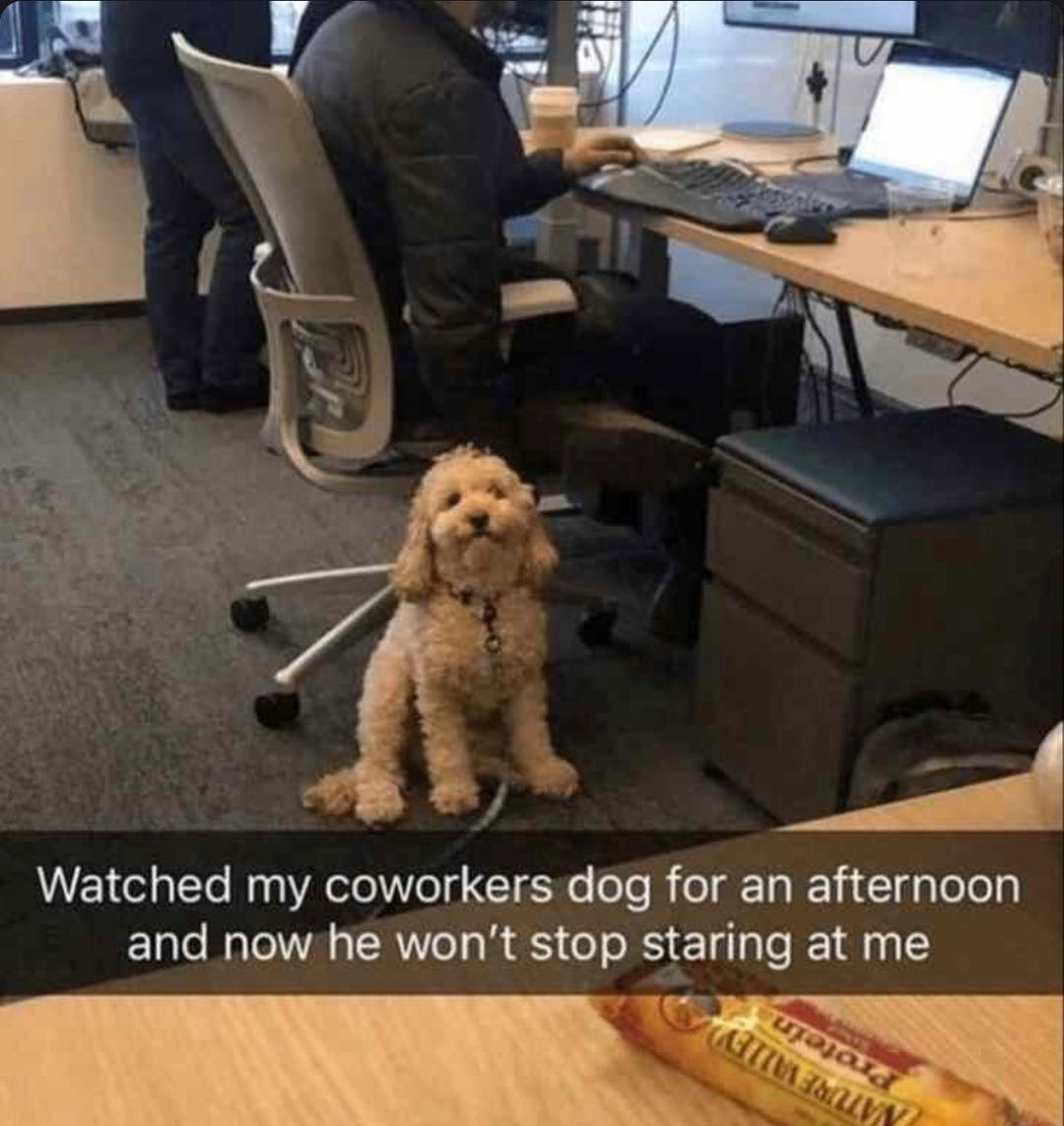 Dog watched me once, now I’m his entire world - meme
