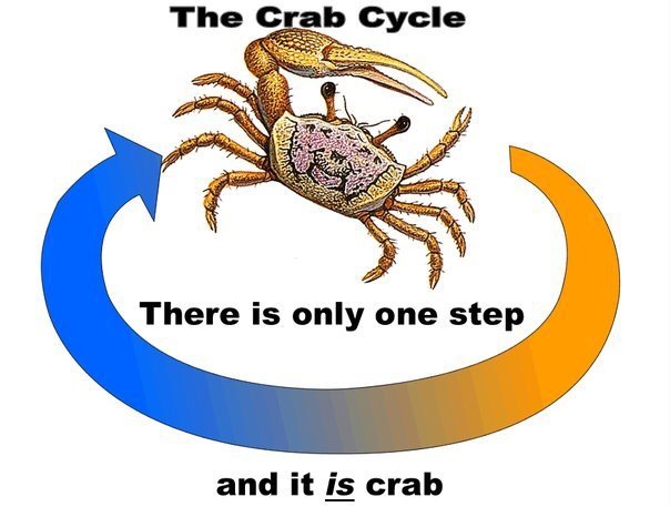 The only step is crab - meme