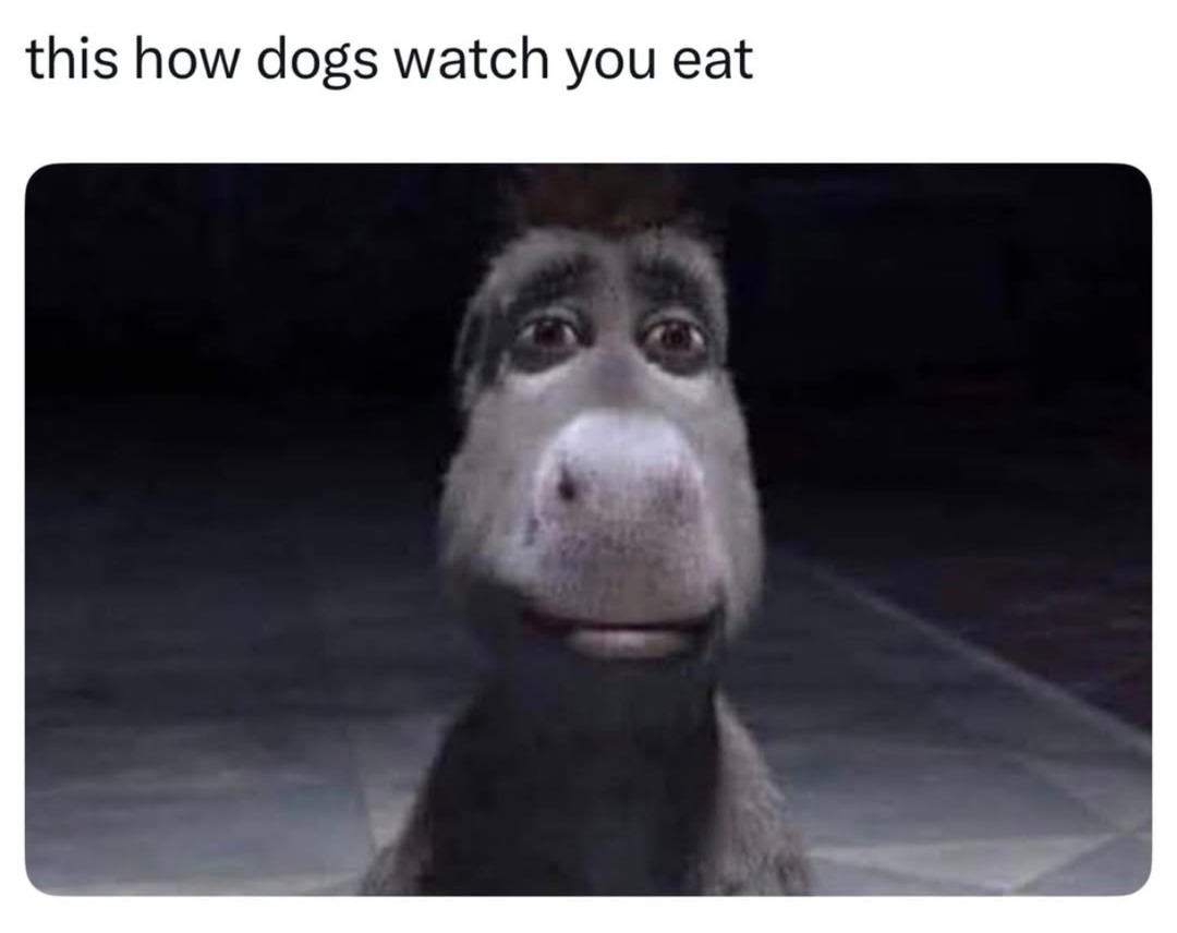 This is how dogs stare while you eat - meme