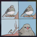 Dead meme but I like birds
