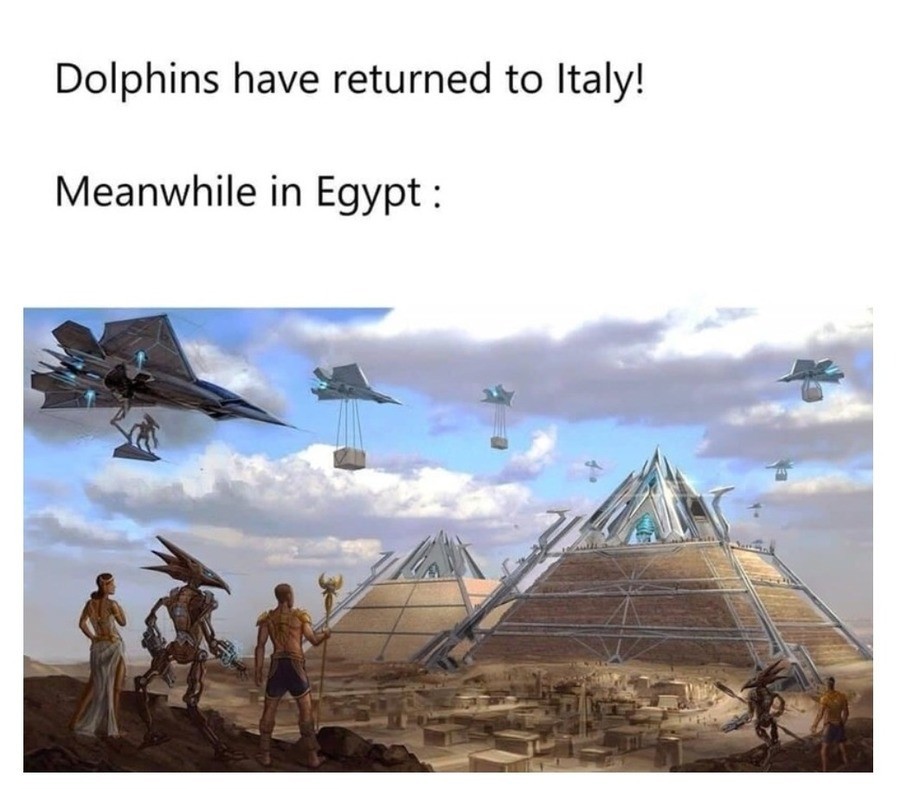 Dolphins - meme