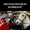 I am innocent horse 