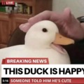 you should be as happy as this duck