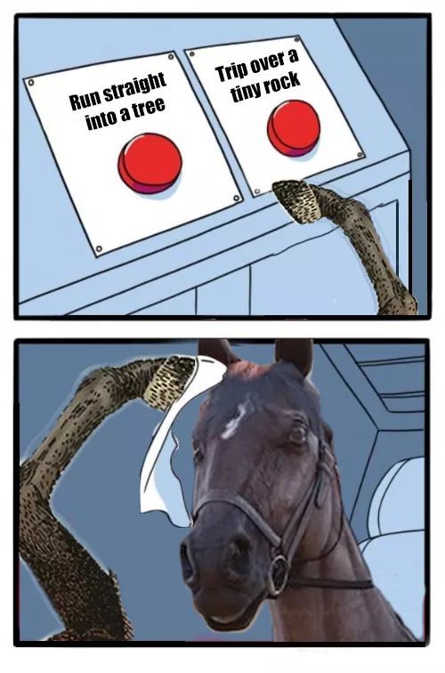 My horses are dumb af - meme