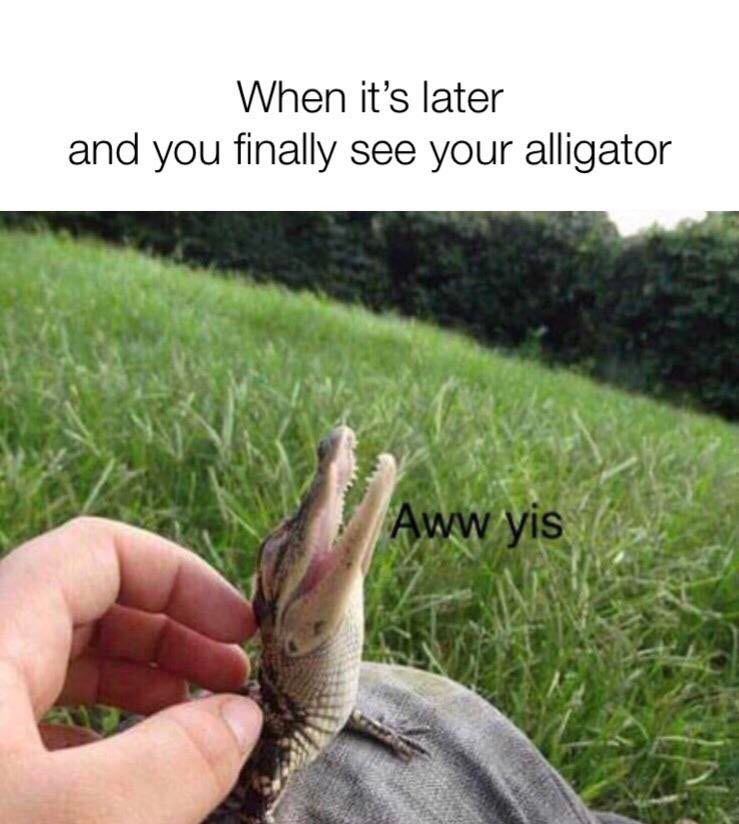 See ya later alligator - meme