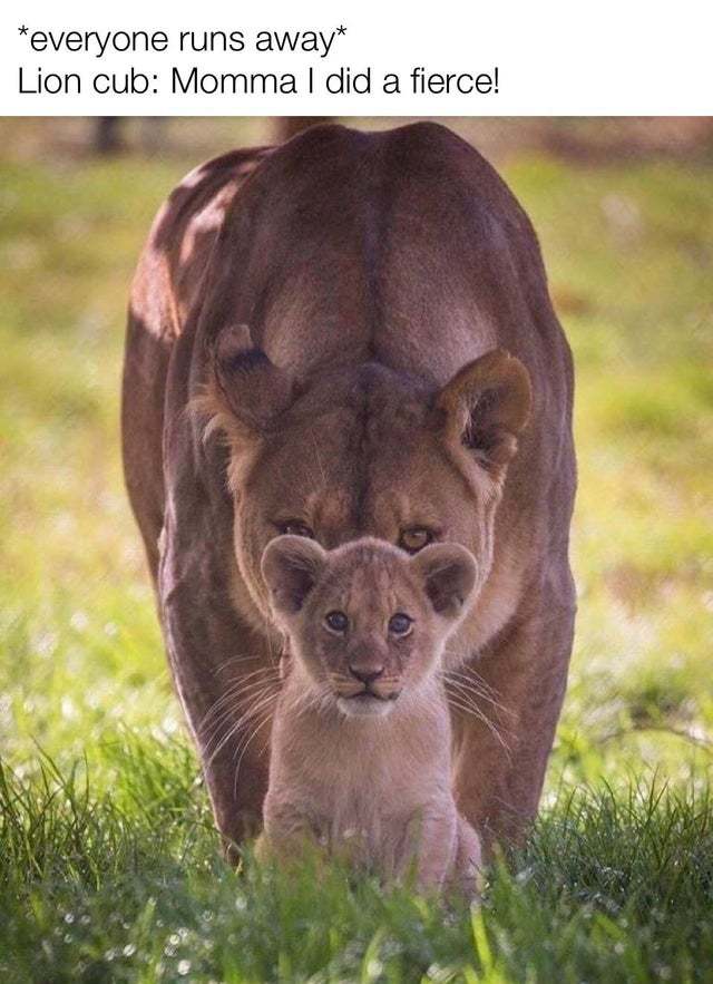 Cute - meme