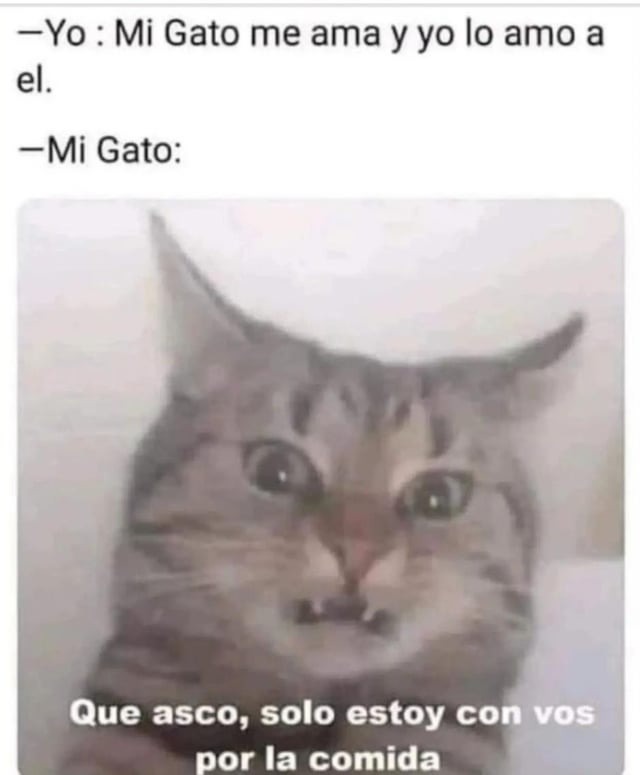 Meme de gatos