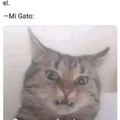 Meme de gatos