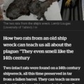 Rats from the Spanish plague