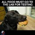 Doggo test noms chesburg to mak sure no poison
