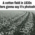 Go pick some cotton nibba