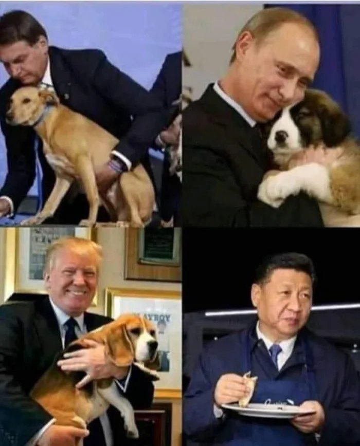 Todos amam os doguinhos - meme