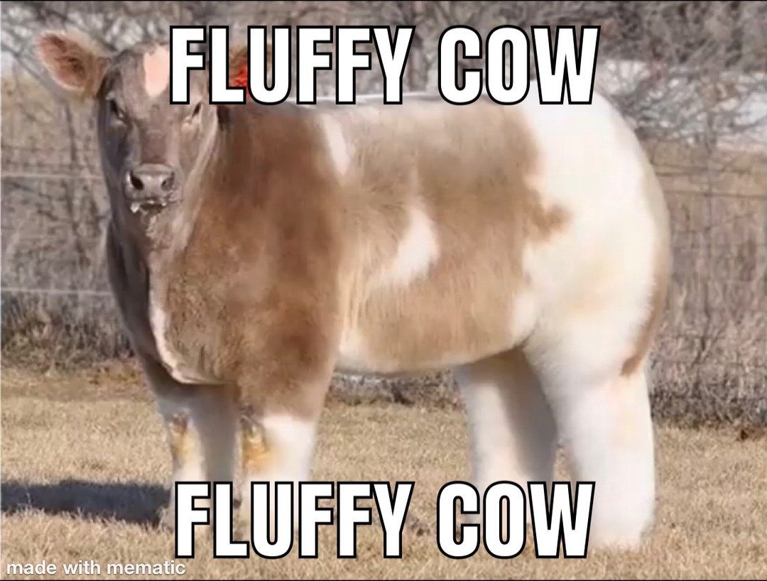 FLUFFY COW - meme
