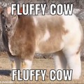 FLUFFY COW